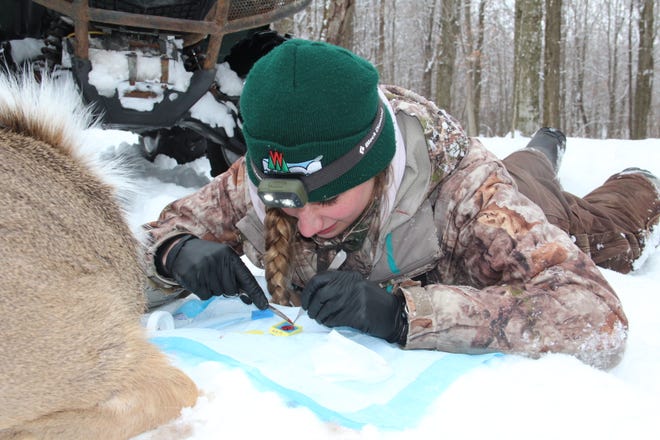 Dana Jarosinksi, a DNR wildlife technician, prepares a tissue sample taken from a sedated white-tailed deer near Dodgeville as part of the Wisconsin CWD, Deer and Predator Study.
