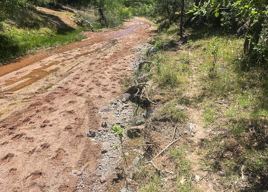 Cattle tracks in and along Red Creek, a tributary of the Verde in Tonto National Forest.