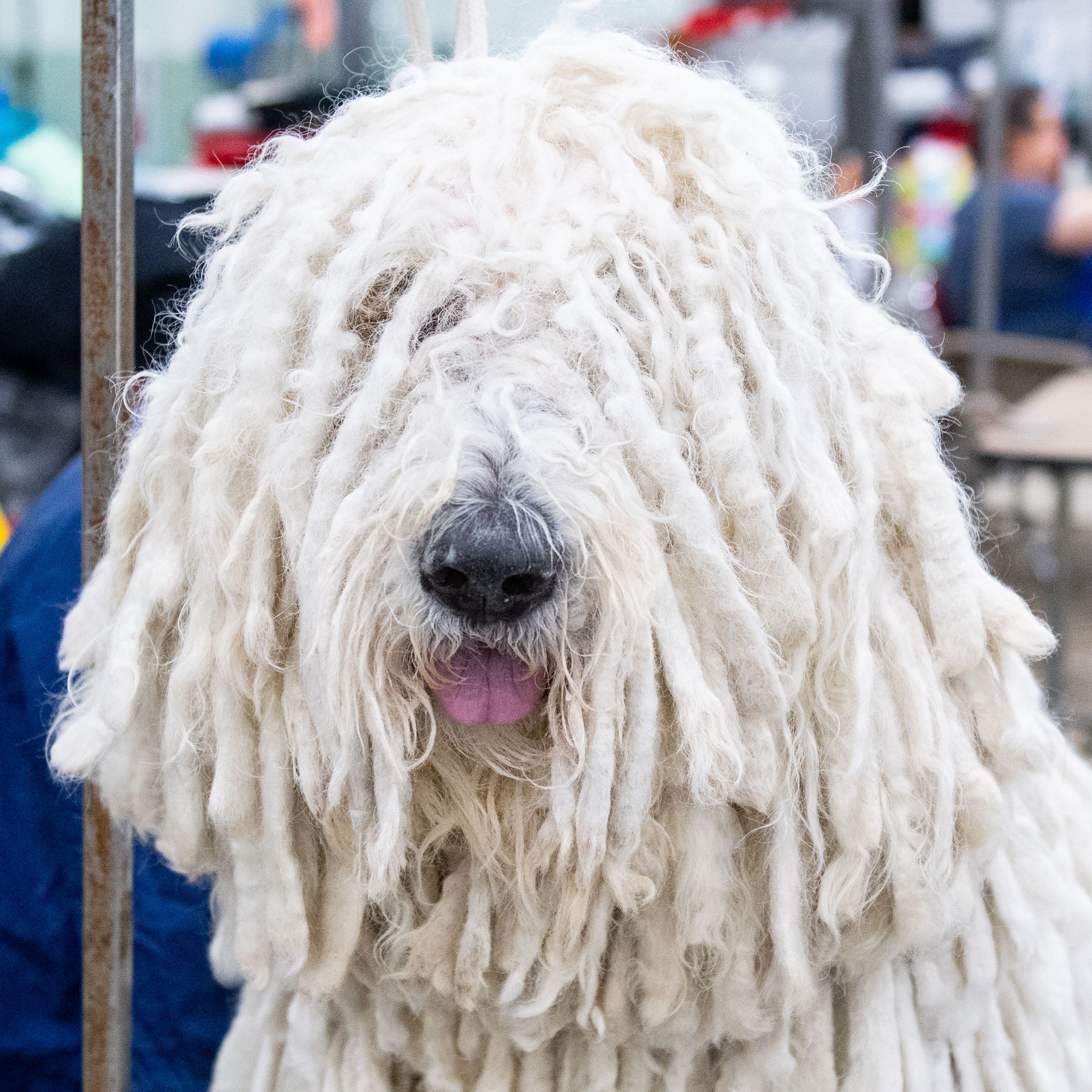 Watch: Komondor gets groomed for Celtic Classic All Breed Dog Show