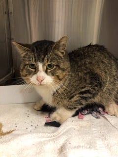 This cat was found with an arrow in its abdomen, according to Ingham County Animal Shelter officials.