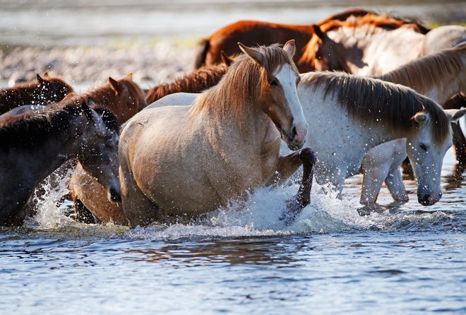Wild horses roam in the Salt River in the Tonto National Forest in March 2020.