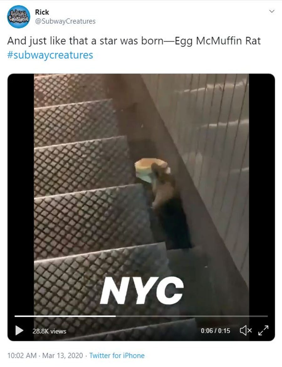A rat carrying an egg sandwich in the subway is the latest viral star.