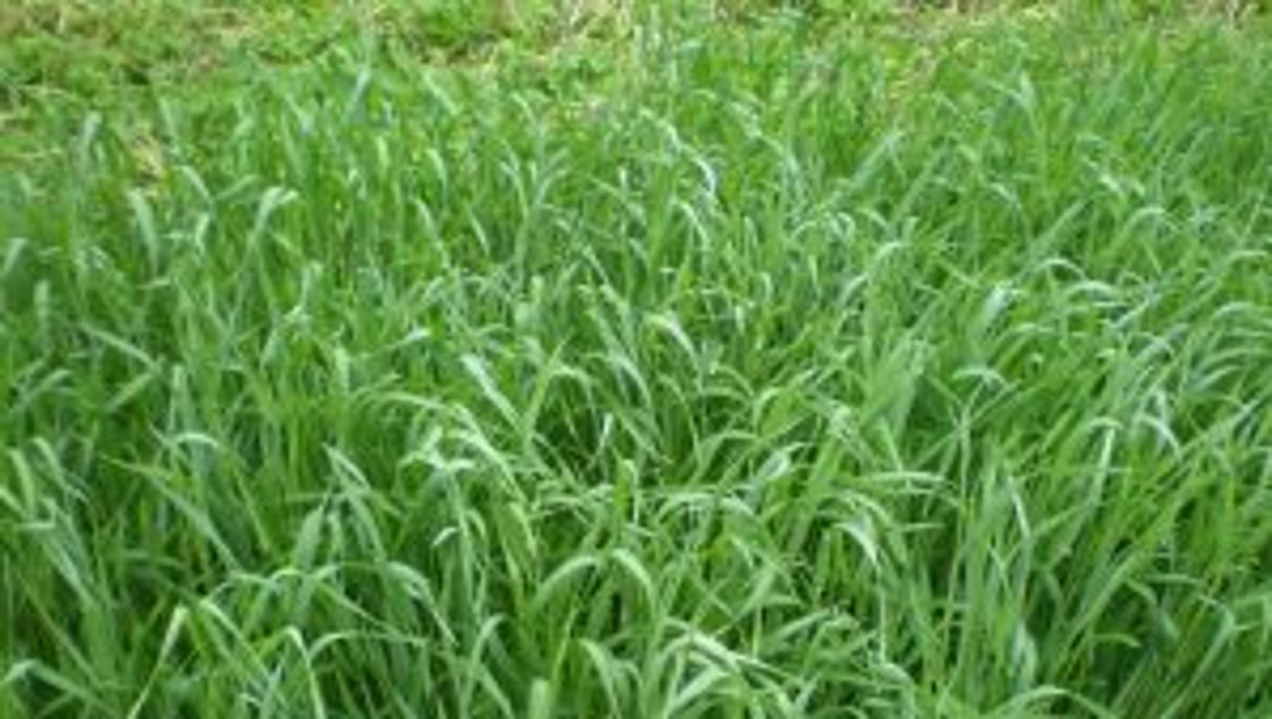 Managing your winter rye cover crop as a forage