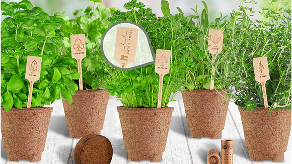 Grow fresh herbs right on your windowsill.
