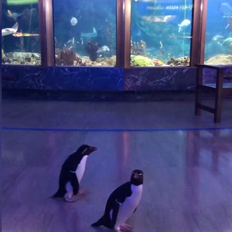 A pair of rockhopper penguins were allowed to wadd