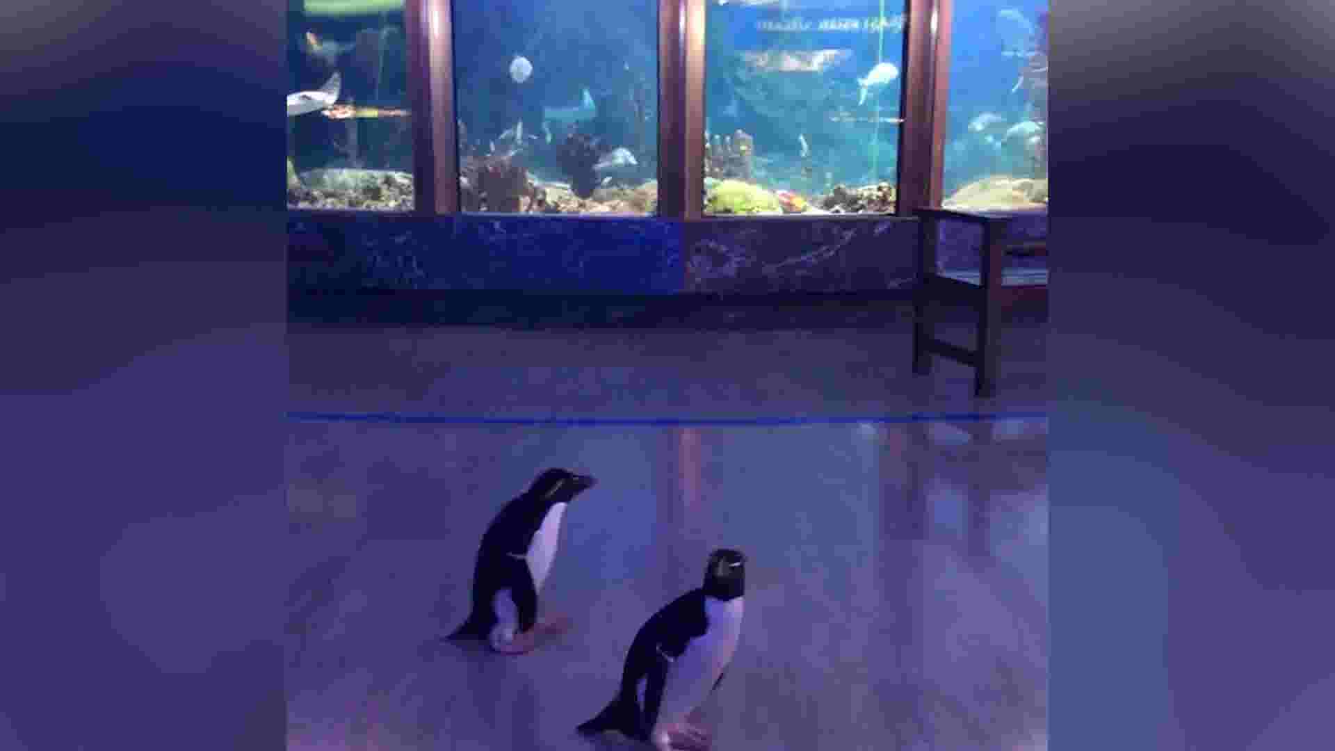 Penguins roam free in closed Chicago aquarium