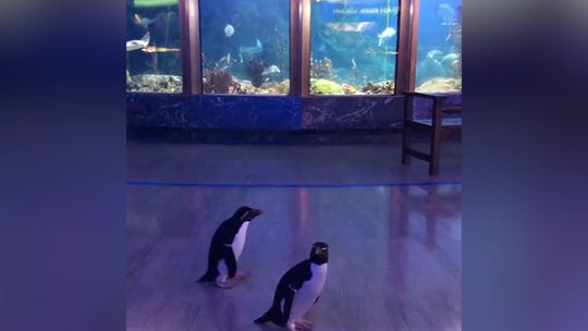 Coronavirus Lockdown Amazing How The Planet Has Healed Itself Images, Photos, Reviews