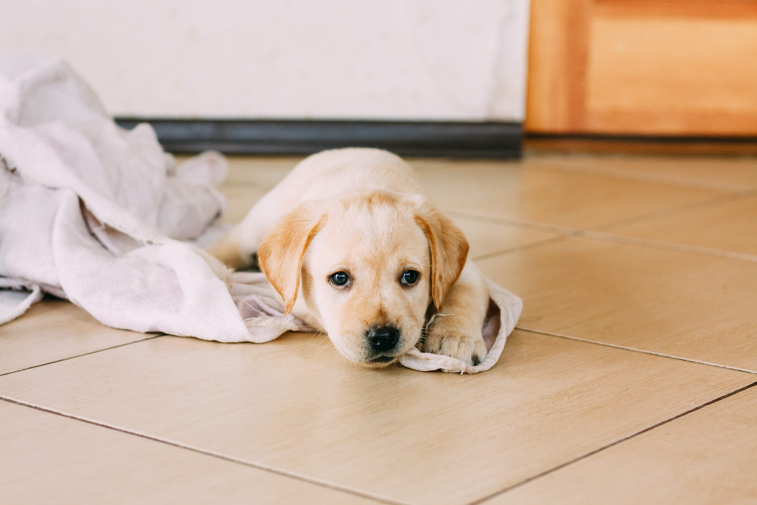 best thing to get rid of fleas on a dog