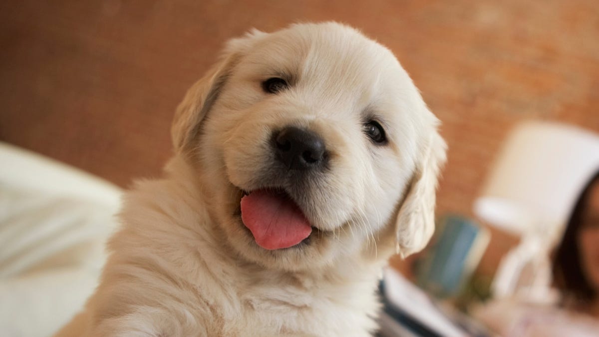 Cute puppy photos to make you smile