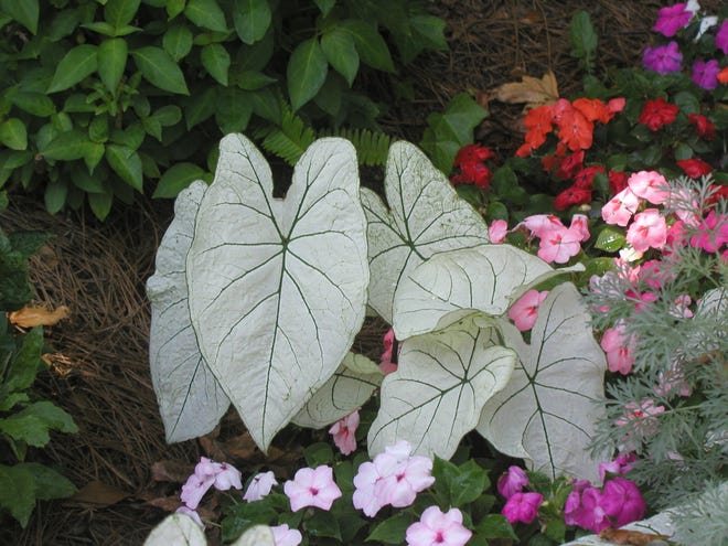 Celebrate spring with cheerful caladiums.