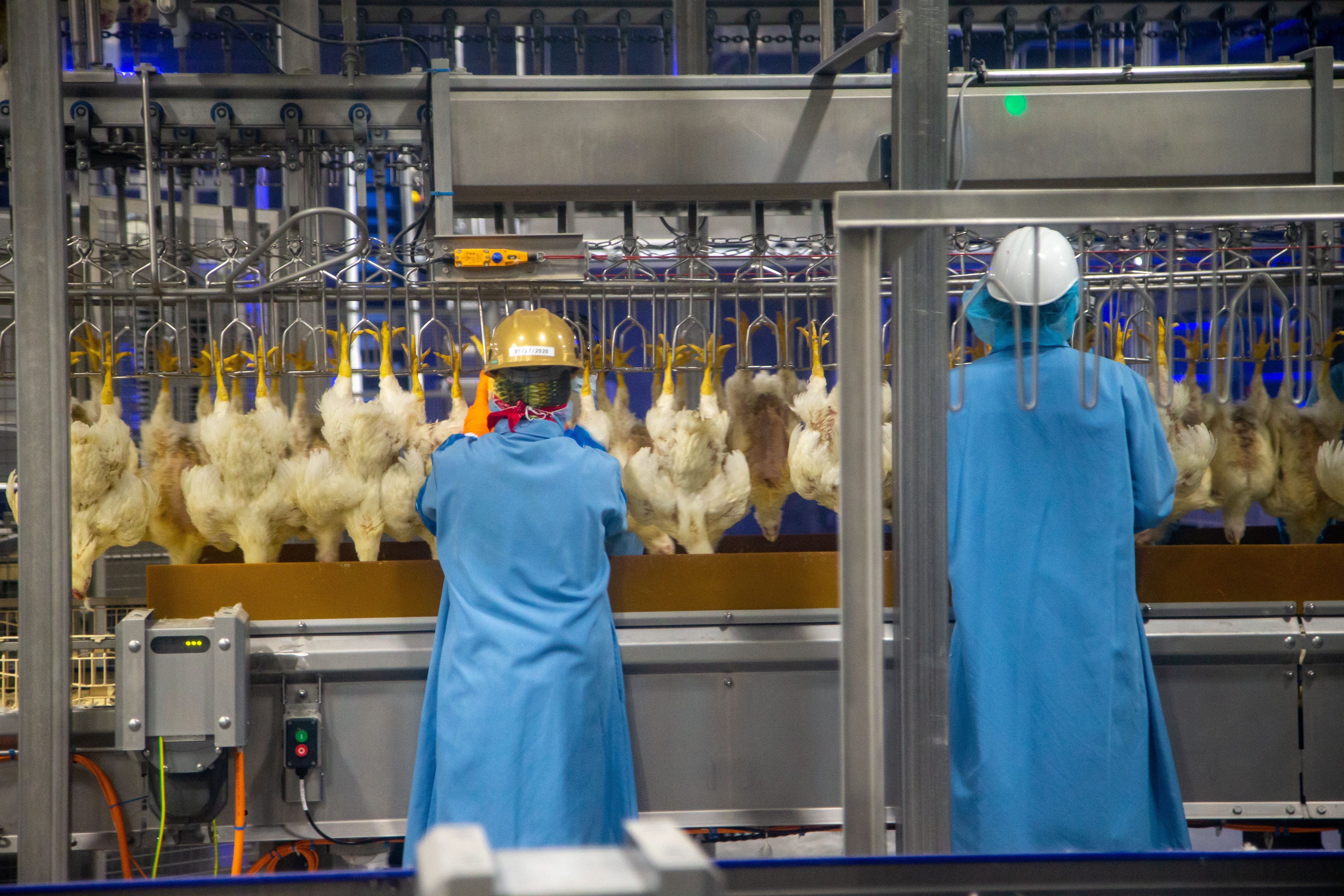 Costco plant controls all chicken supply aspects Will farmers benefit?