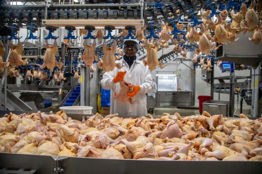 A worker process chickens for Costco at the Lincoln Premium Poultry plant in Fremont, Nebraska.