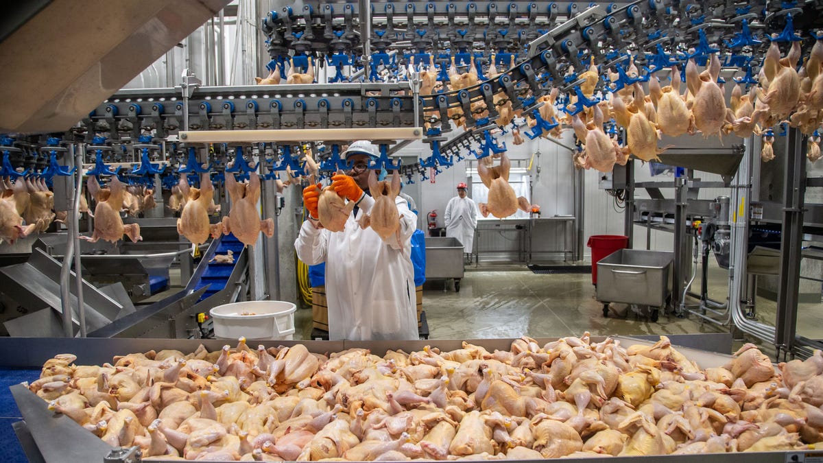 Lincoln Premium Poultry processes 2 million chickens a week for Costco