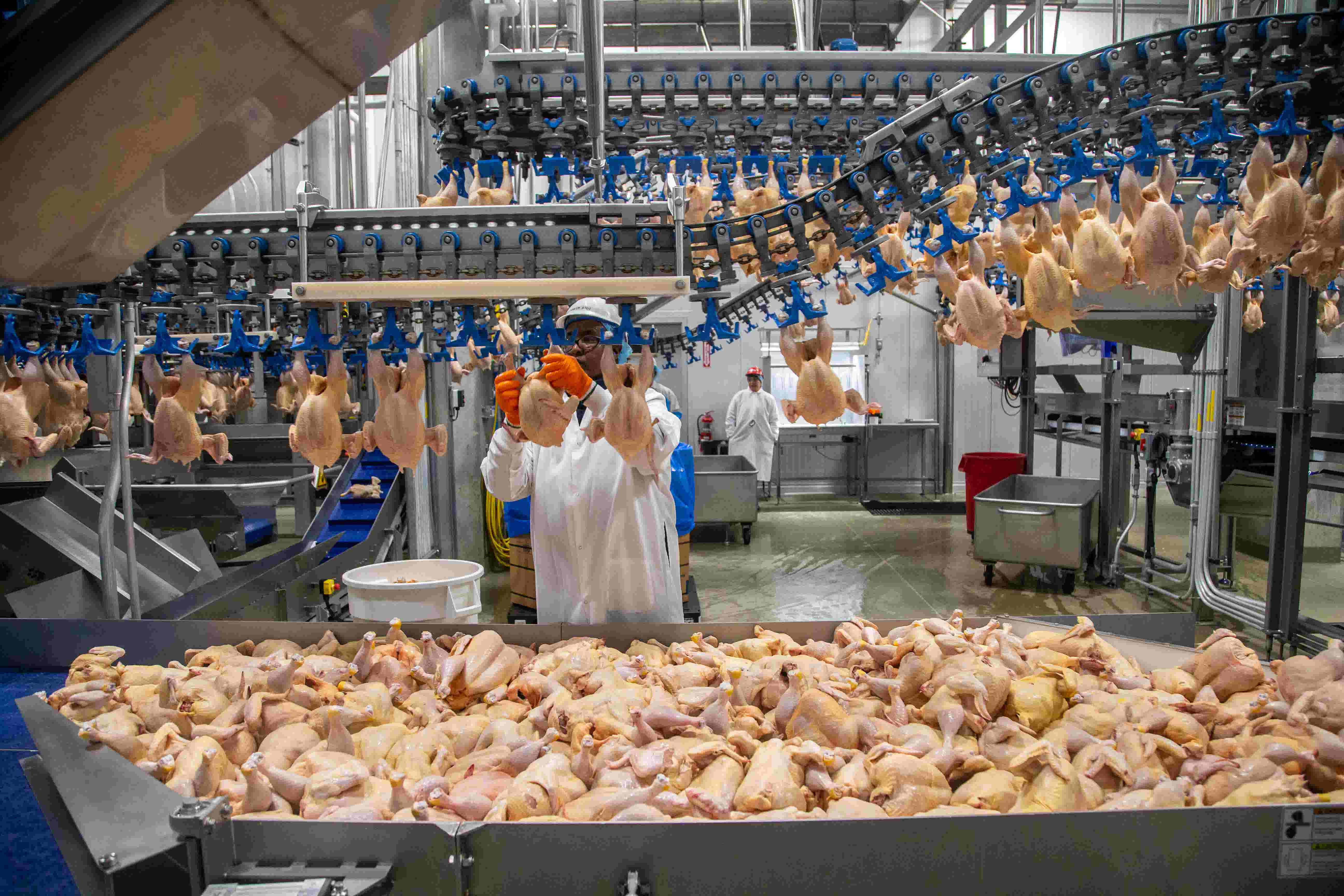 See inside the plant that soon will process 2 million chickens a week