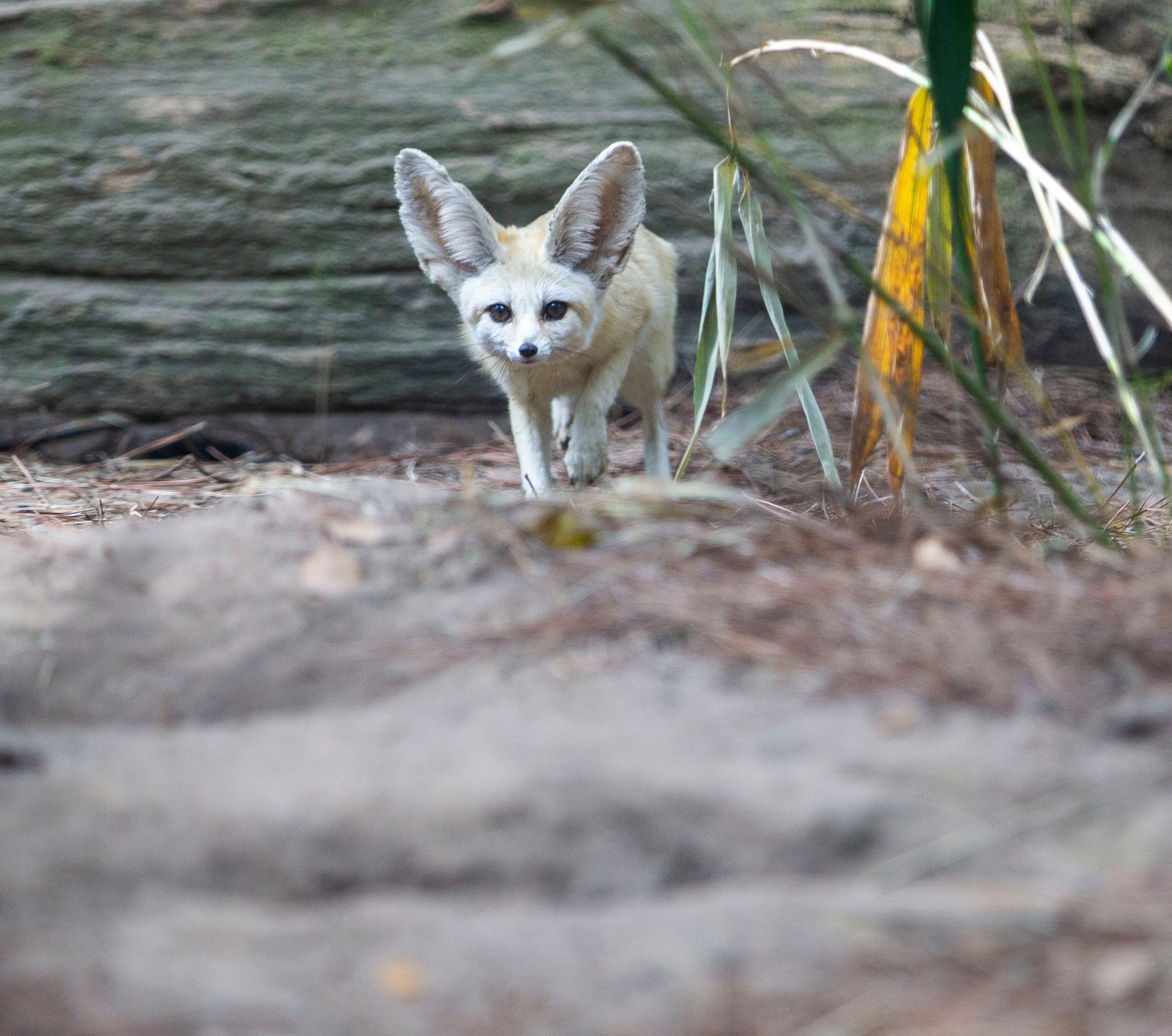 fennec fox exotic
