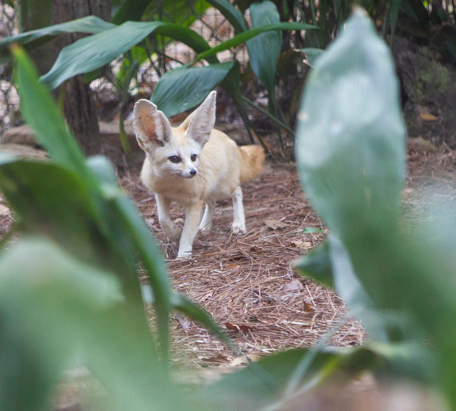 Find Fennec Foxes At The Tallahassee Museum