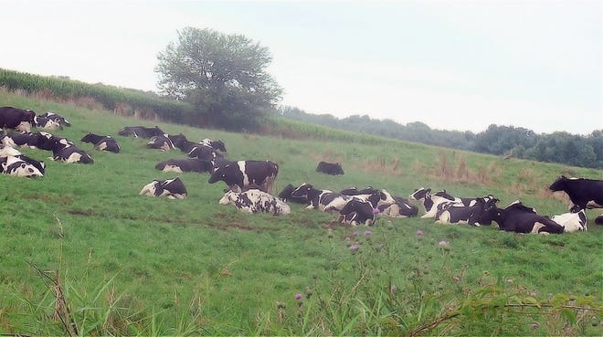 There are still many (and growing) dairy herds that are pastured since the 1998 Forum.