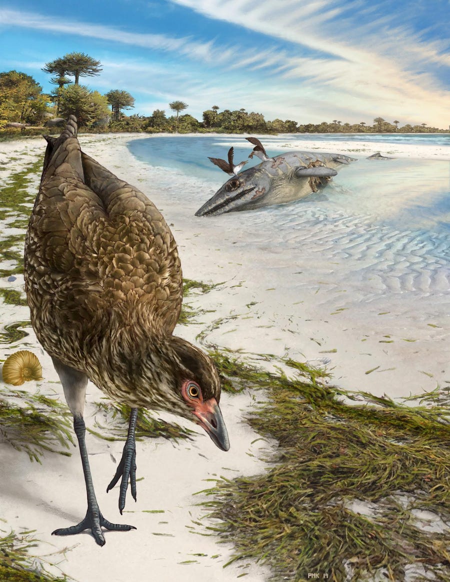 An artist's reconstruction of the world's oldest modern bird, Asteriornis maastrichtensis, in its original environment. 66 million years ago, parts of Belgium were covered by a shallow sea, and conditions were similar to modern tropical beaches like the Bahamas.