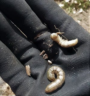 Cutworms found in the very top layer of soil while weeding at the New Mexico State University Agricultural Science Center at Los Lunas.