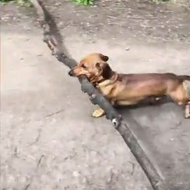 Wiener dog outlet with big stick