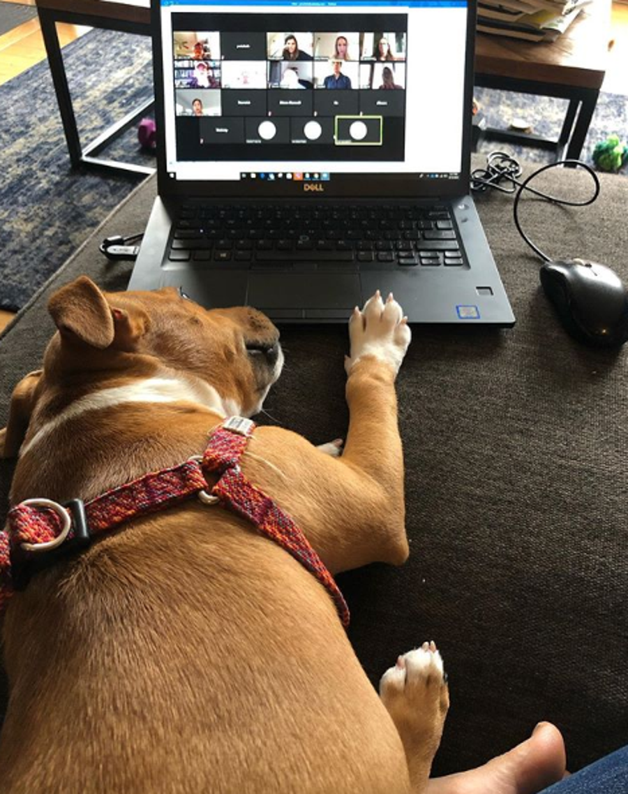 Penny's only 5 five months old (and 22 pounds, if you were curious) and is already a pro at this whole "WFH" thing.