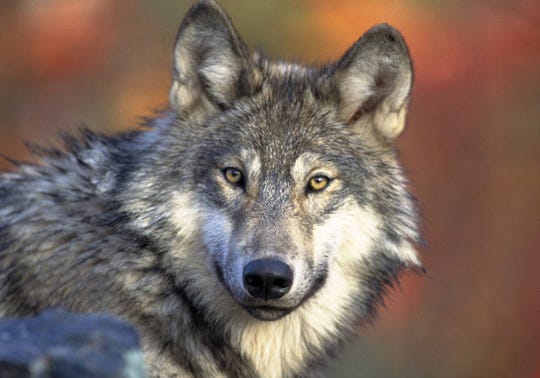 A gray wolf is shown in the file photo from the northern Rocky Mountains. A wolf pack has been confirmed in the northwest corner of Colorado.