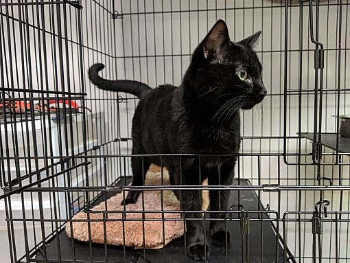 Louisville animal shelters: Where you can foster pets amid coronavirus Louisville animal shelters: Where you can foster pets amid coronavirus