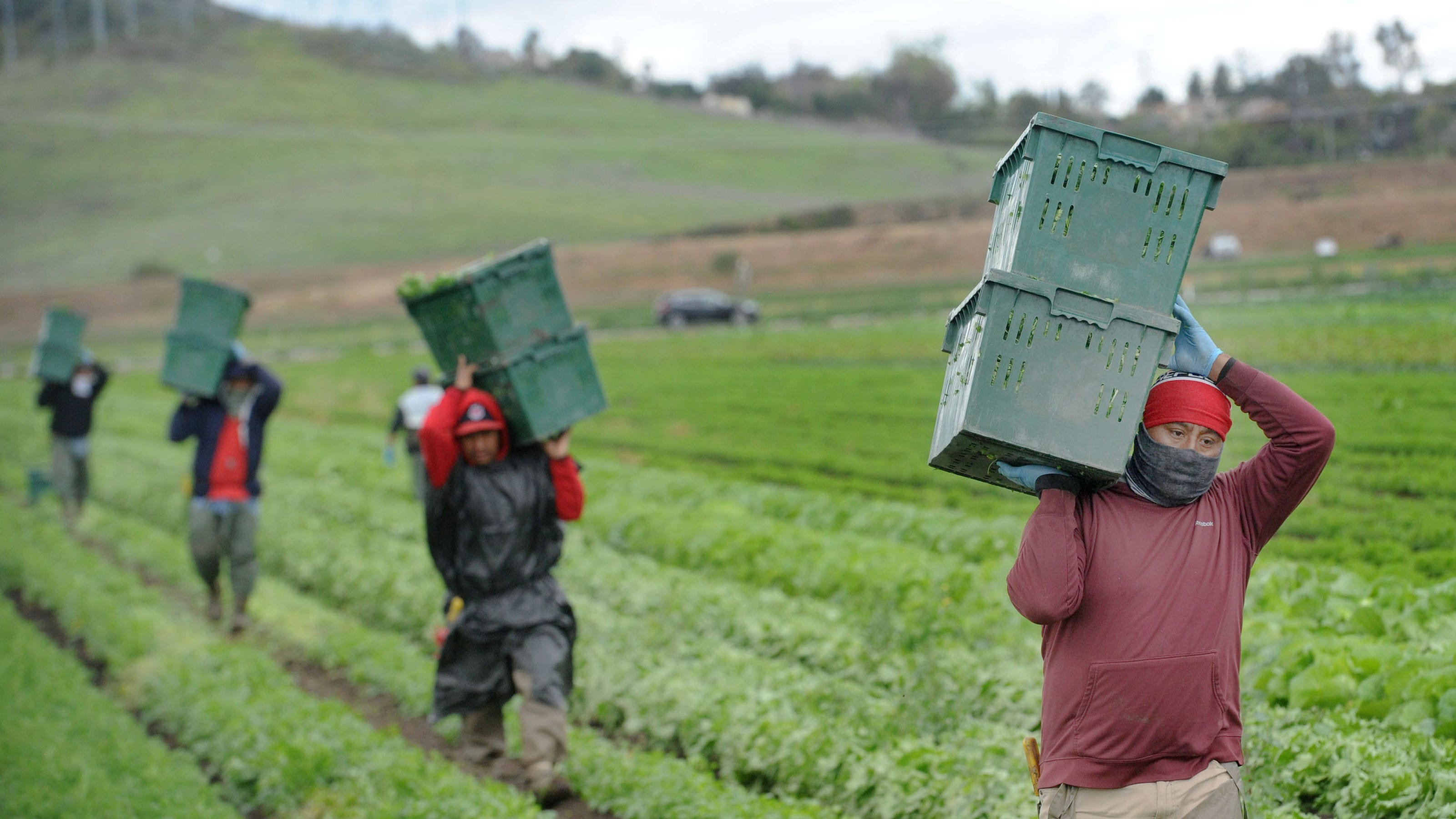 Coronavirus Ventura County S Farmworkers Are An Essential Business