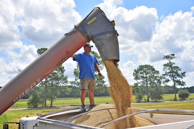 Farmer Michael Fruge, of Eunice, loads rice into a tractor-trailer to be hauled to a nearby grain elevator in August.