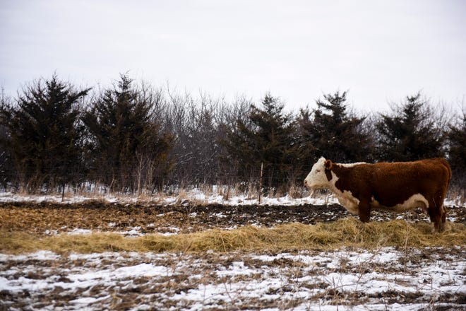 A cow grazes in the pasture on Saturday, March 21, 2020 at Bones Hereford Ranch in Parker S.D. Walt Bones, a fourth generation cattle rancher, has seen a loss in profits since the coronavirus.
