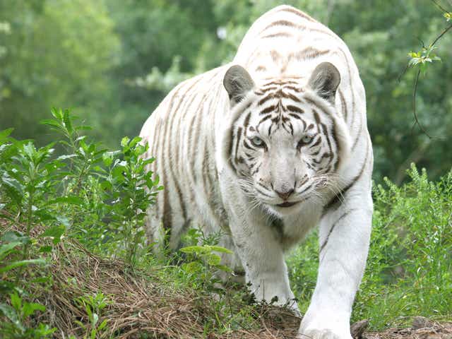 Tiger King Tracks Joe Exotic S Downfall Big Cats To The Big House