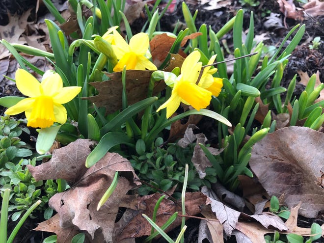 As the reins tighten on Ohioans we need to continue appreciating life's little things. These Tete-a-Tete Miniature Daffodils are opening in Mary Lee's yard. These daffodils have 2-3 flowers per stem. In French, tête-à-tête means head-to-head and is a term for a whisper.