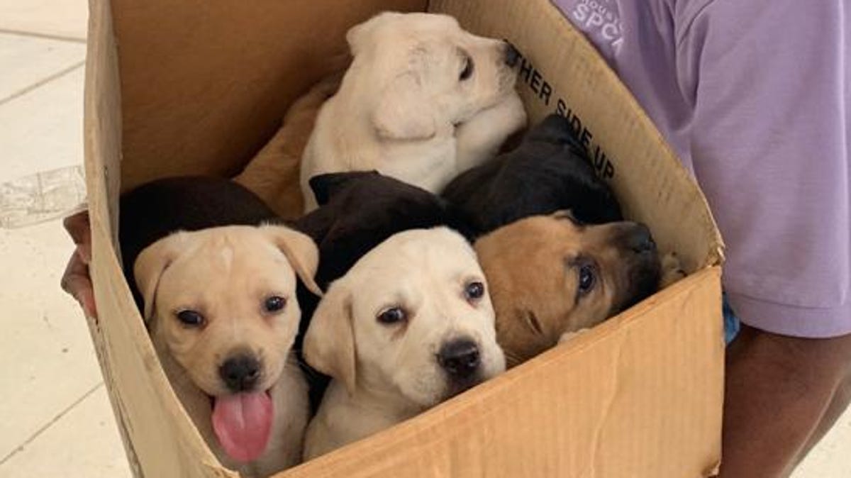 Don Specks, animal services manager at the Houston SPCA, holds a box of puppies abandoned in the parking lot on March 24, 2020. They will go into foster care.