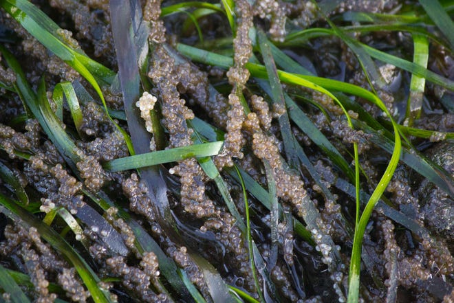 Herring eggs can be seen clinging to blades of eelgrass along the shoreline at Old Man House Park in Suquamish.