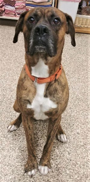Rocky is a Boxer looking for a permanent home.