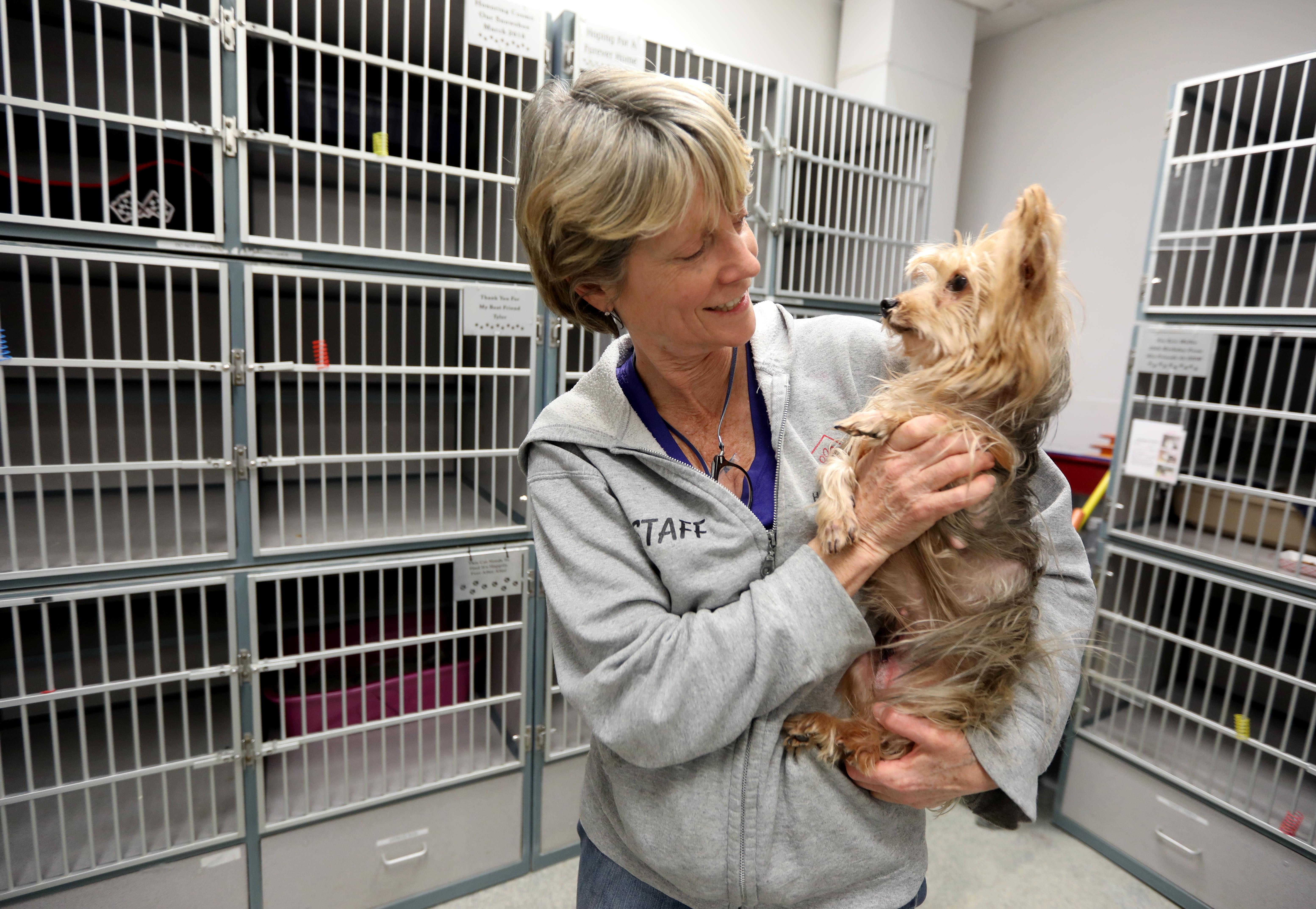 Coronavirus: Animal shelters empty 