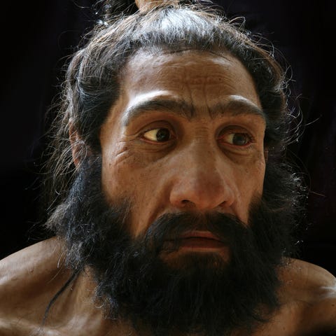 A bust of a Neanderthal man at the Smithsonian's N