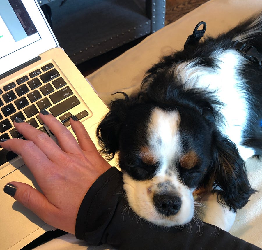 Lap dog? Laptop dog? For Milo, these are the same thing.