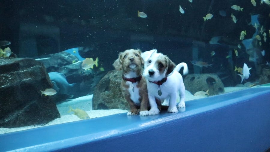 The Georgia Aquarium, closed amid the coronavirus pandemic, opened its doors for two adorable puppies from the Atlanta Humane Society to explore.