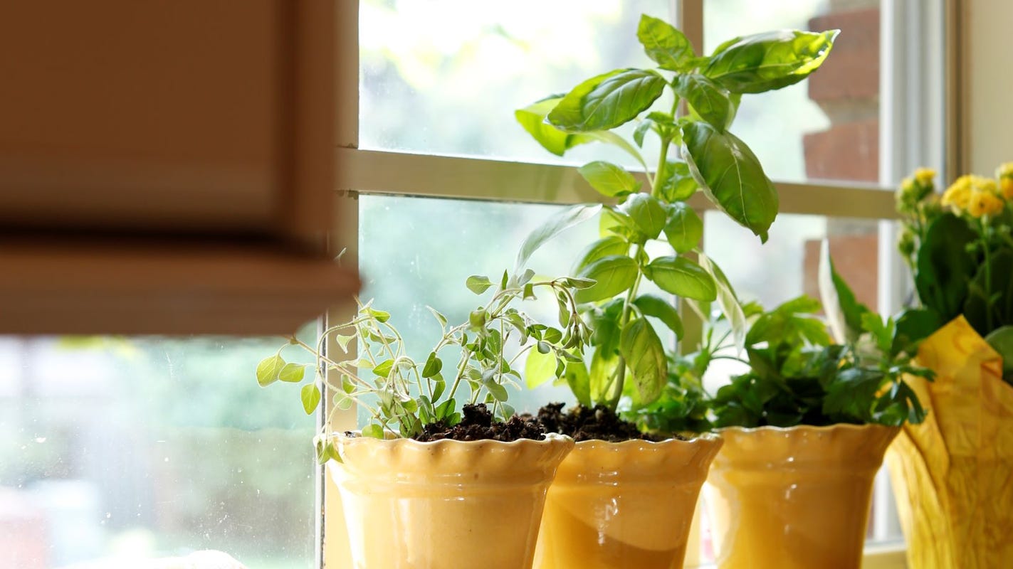 Coronavirus How To Start A Fresh Herb Garden