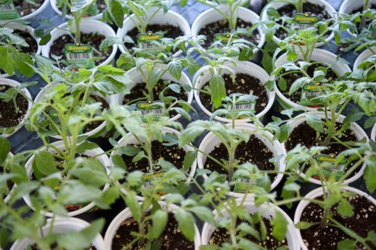 Start A Vegetable Garden In Tennessee And Grow Peppers Tomatoes