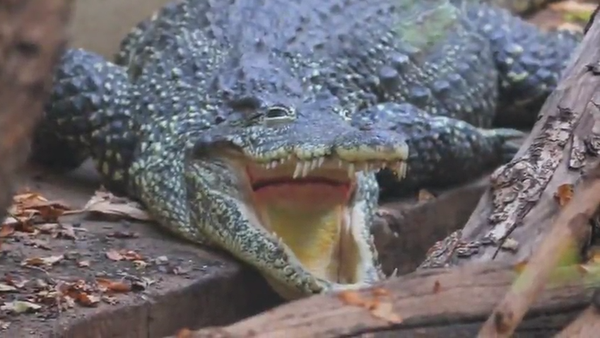Crocodiles are often seen with their mouths open, 