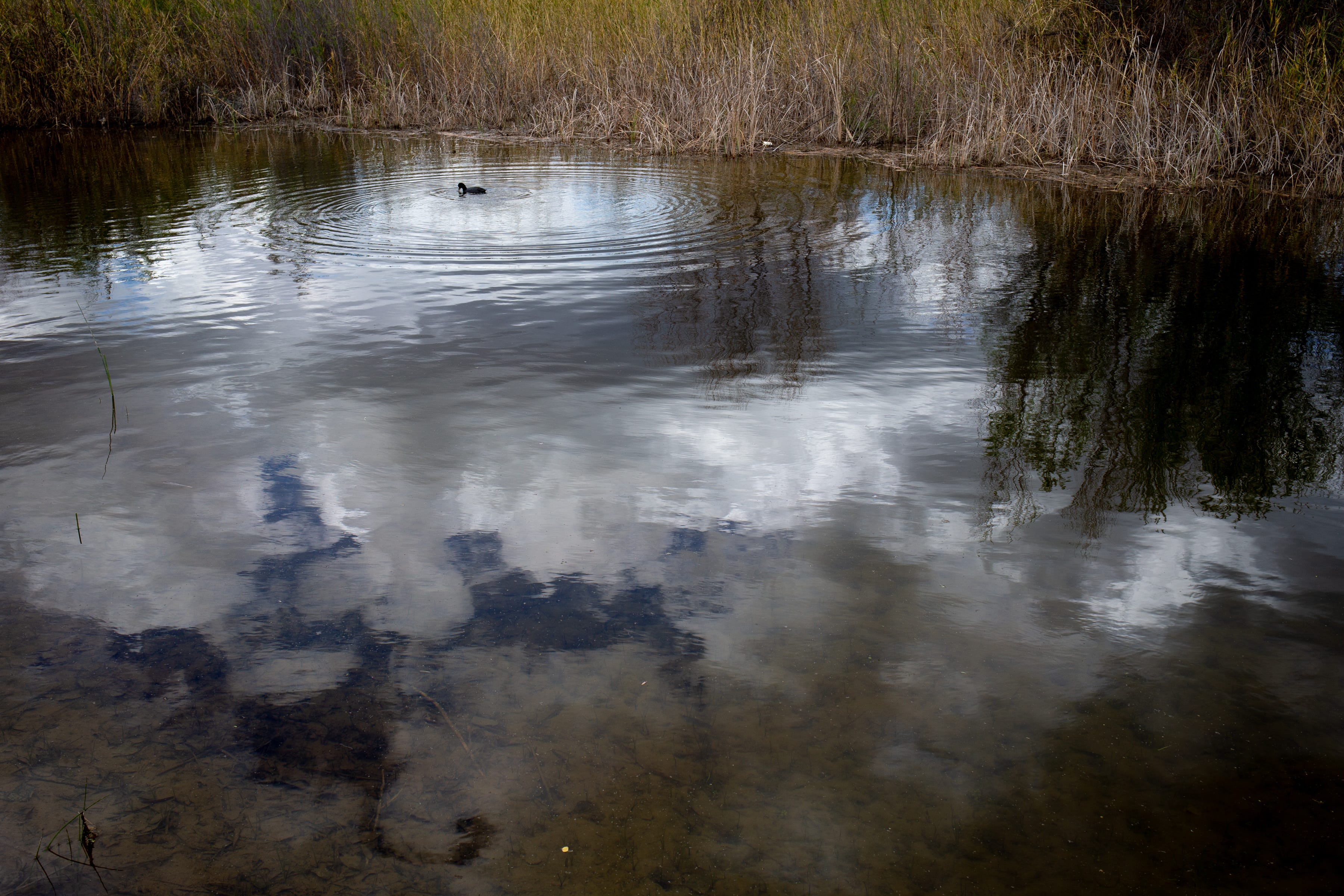 An American coot feeds at the Laguna Grande restoration area in the Colorado River Delta in Mexico.