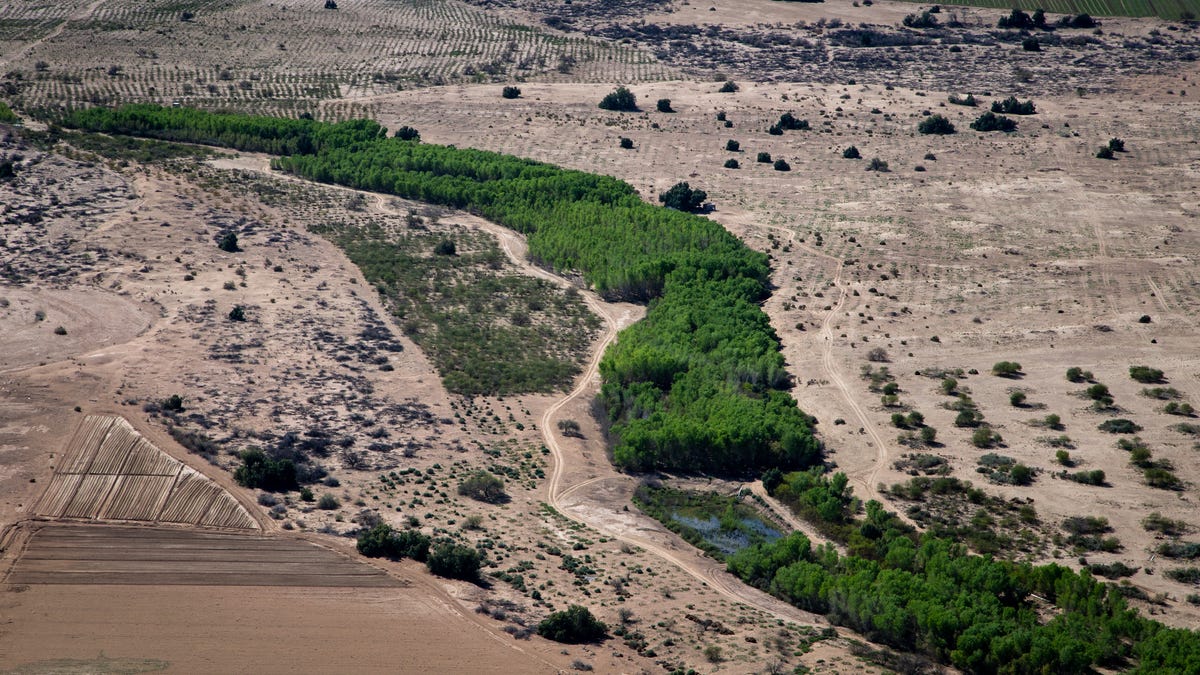 How a trickle of water is breathing life into the parched Colorado River Delta - AZCentral