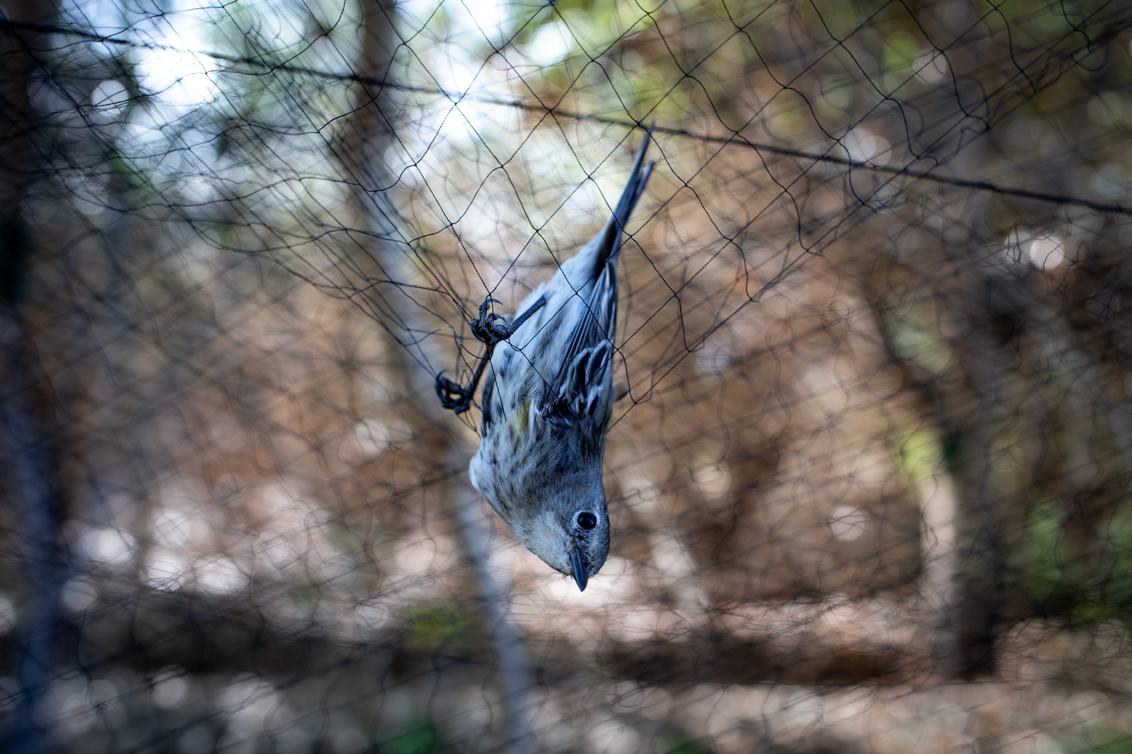 A yellow-rumped warbler is netted for banding at the Colonia Miguel Alemán restoration area in Baja California, Mexico.