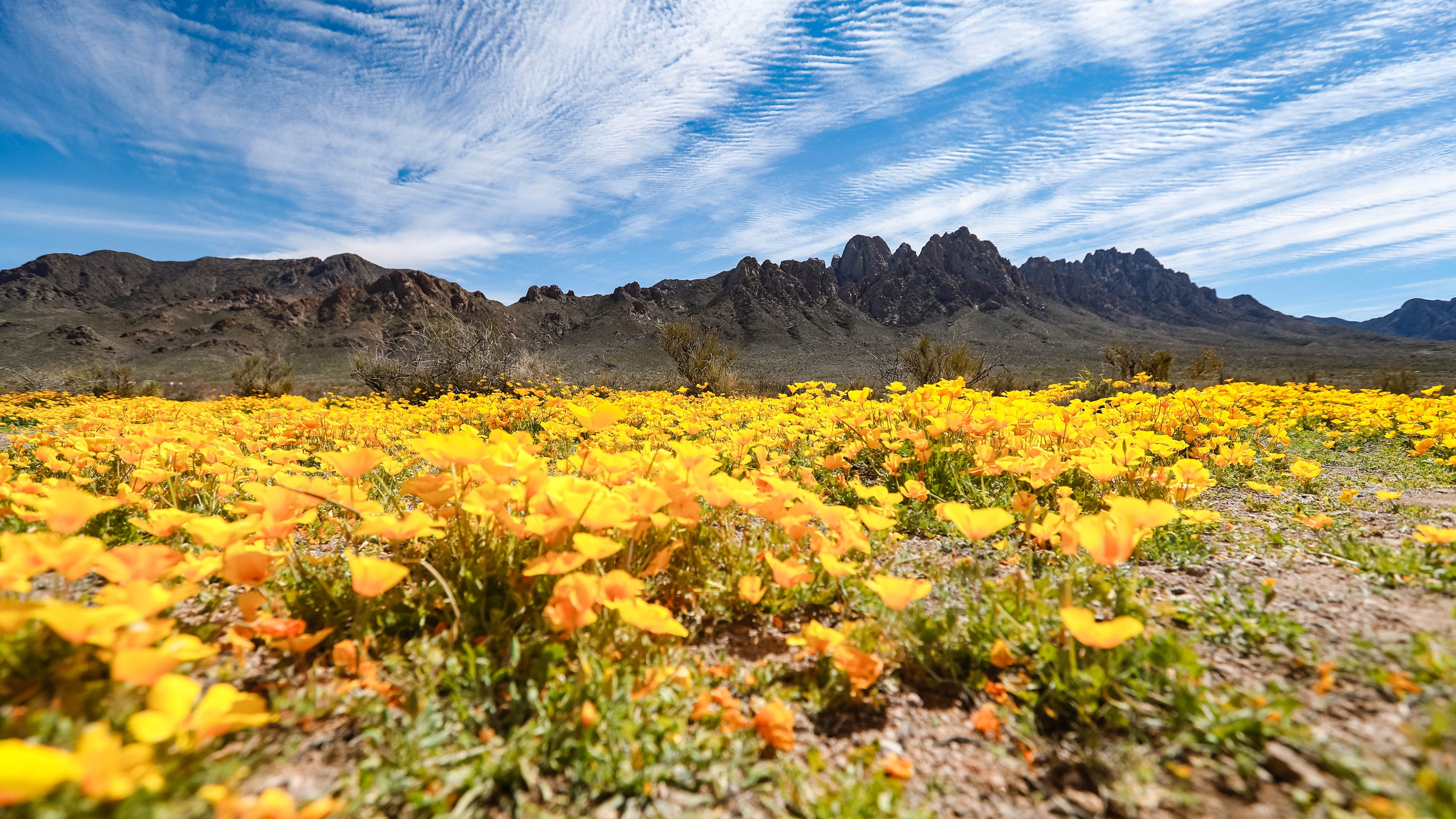 Best Florist In Las Cruces Nm 66
