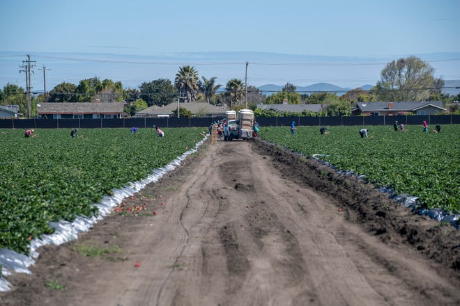 Norcal harvesting fieldworkers pick strawberries early morning on March 31, 2020. 