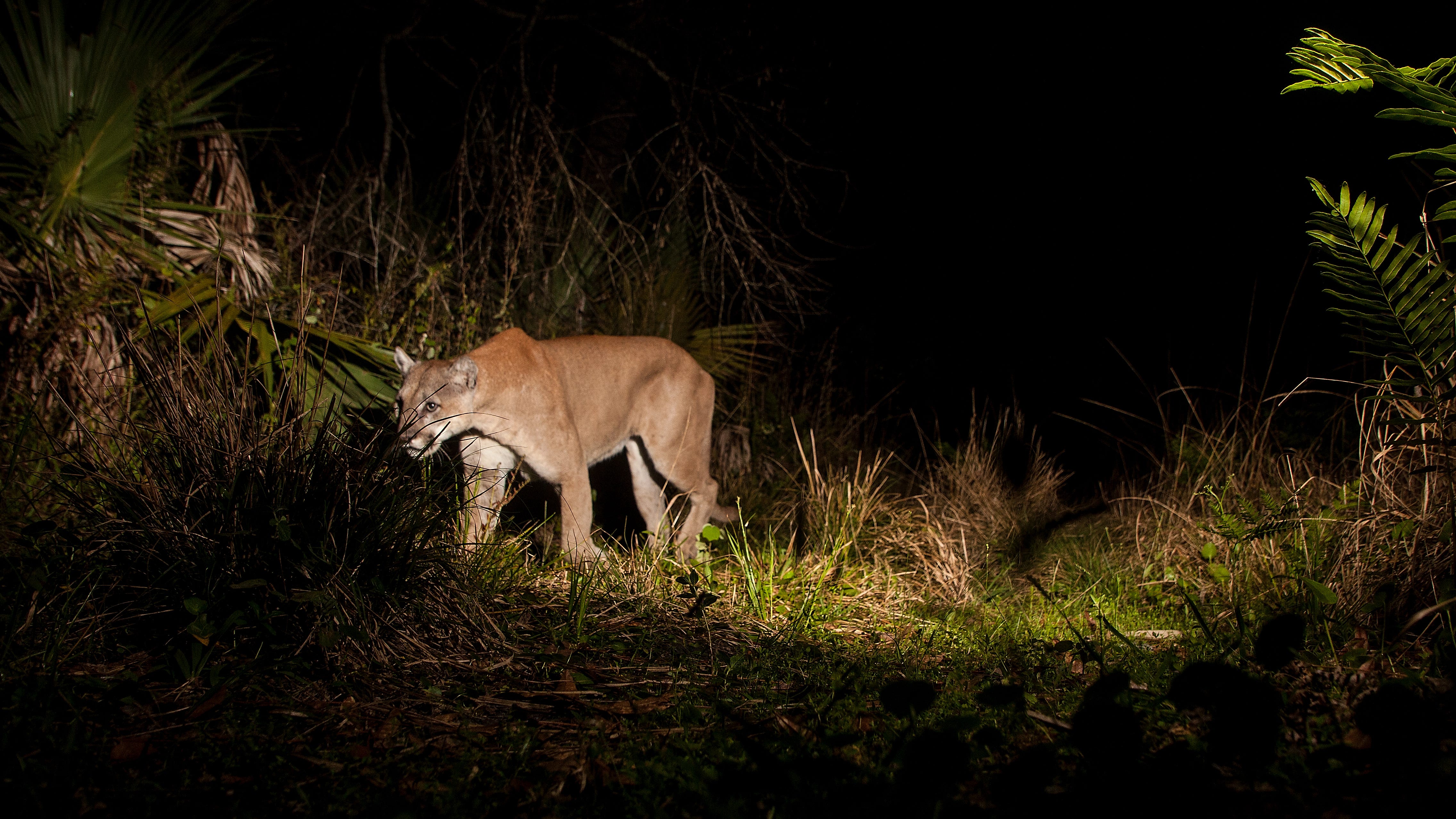 A Florida panther trips a motion sensor camera set up by News-Press Photographer at Corkscrew Regional Ecosystem Watershed in late March 2020. Environmentalists say losing wetlands also means losing wildlife habitat for such threatened and endangered species as the Florida panther. R 
