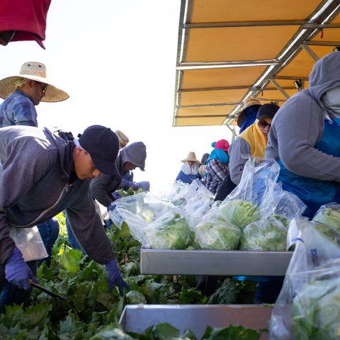 Farmworkers harvest iceberg lettuce on April 2 nea