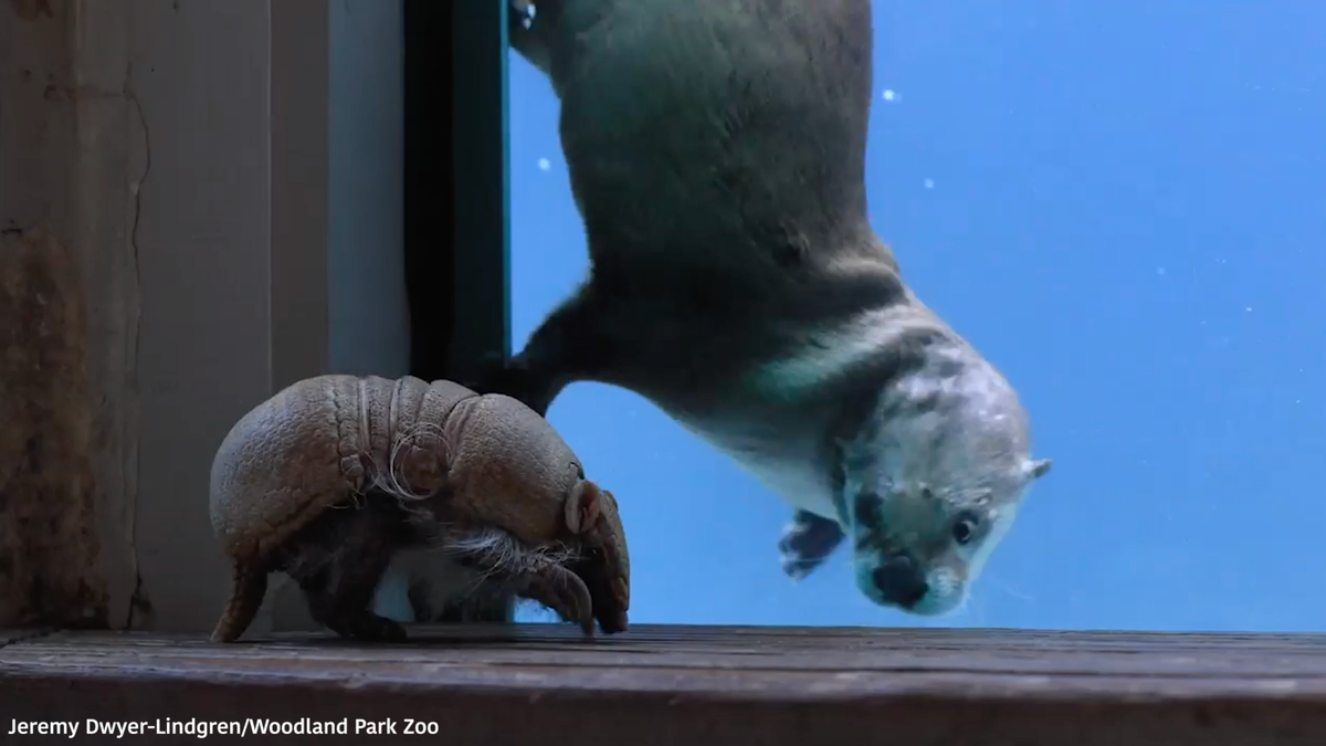 This otter is seeing an armadillo for the first time.
